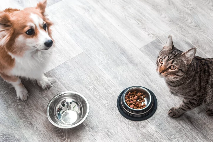 What Happens If My Dog Eats Cat Food