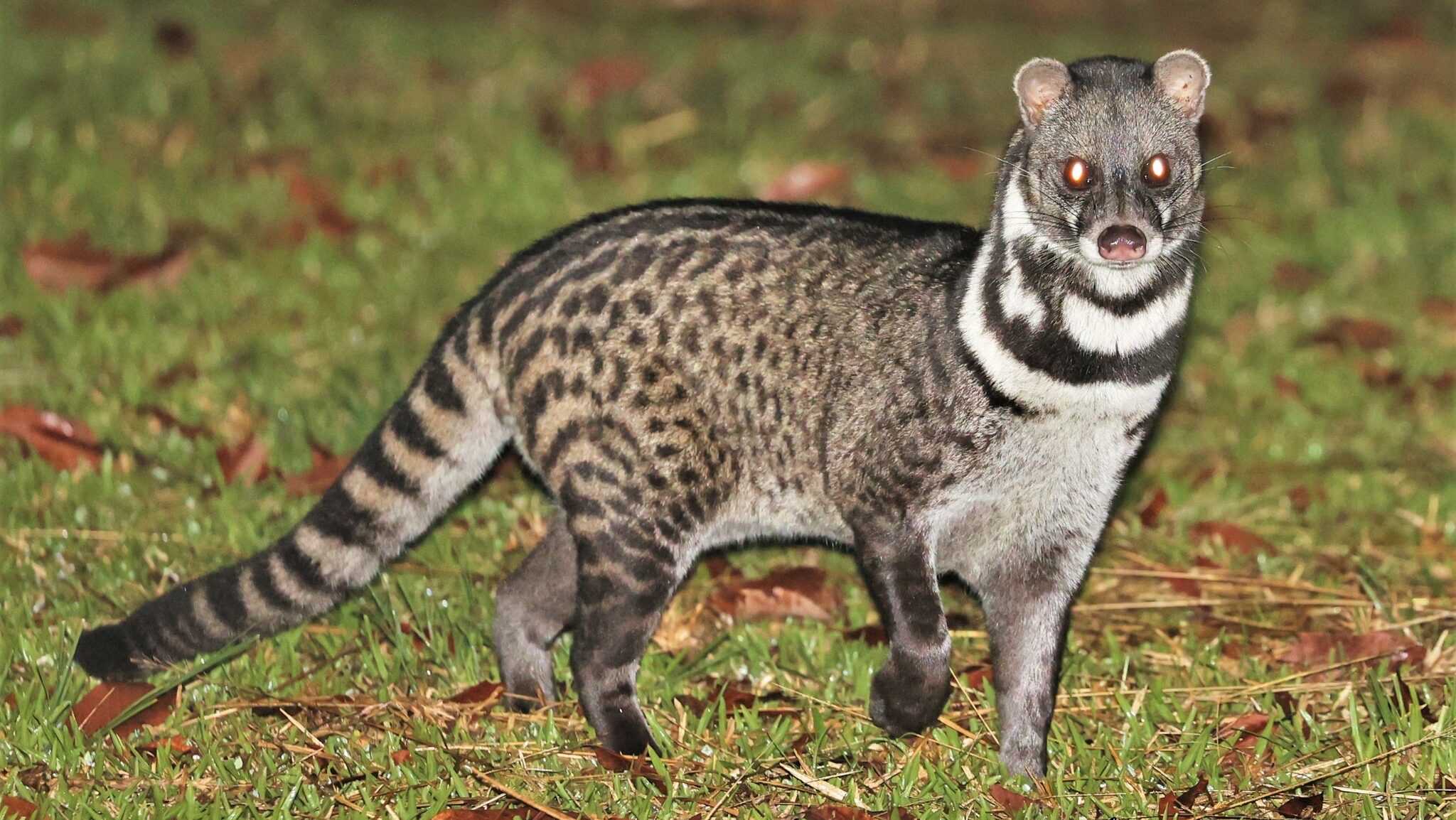 What is a Civet Cat