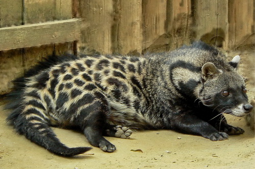 What is a Civet Cats