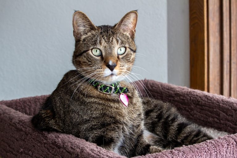 What is a Domestic Shorthair Cat