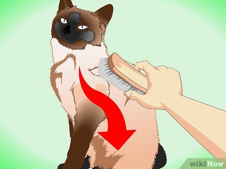 What is Best Comb for Siamese Cat