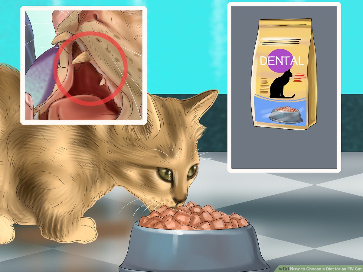 What is Best Nutrition for Fiv Cats