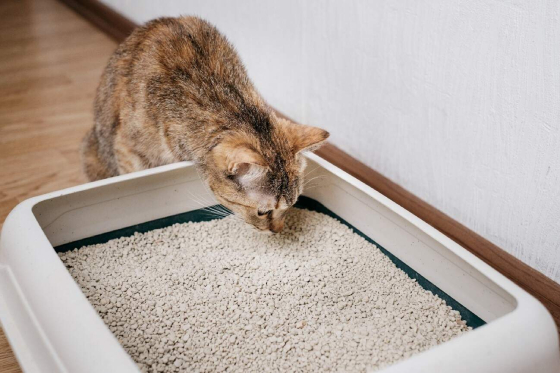 What is Litter for Cats