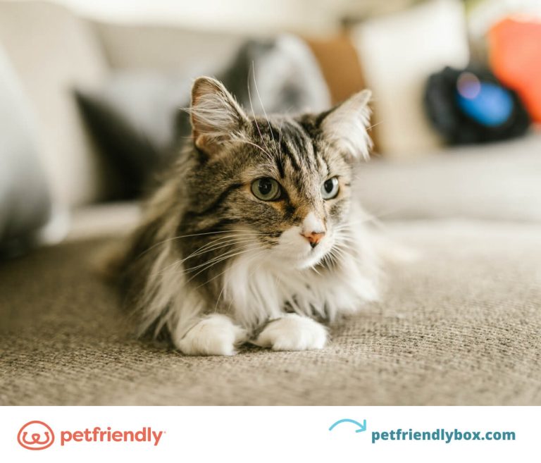 What is the Best Breed of Cat for Me