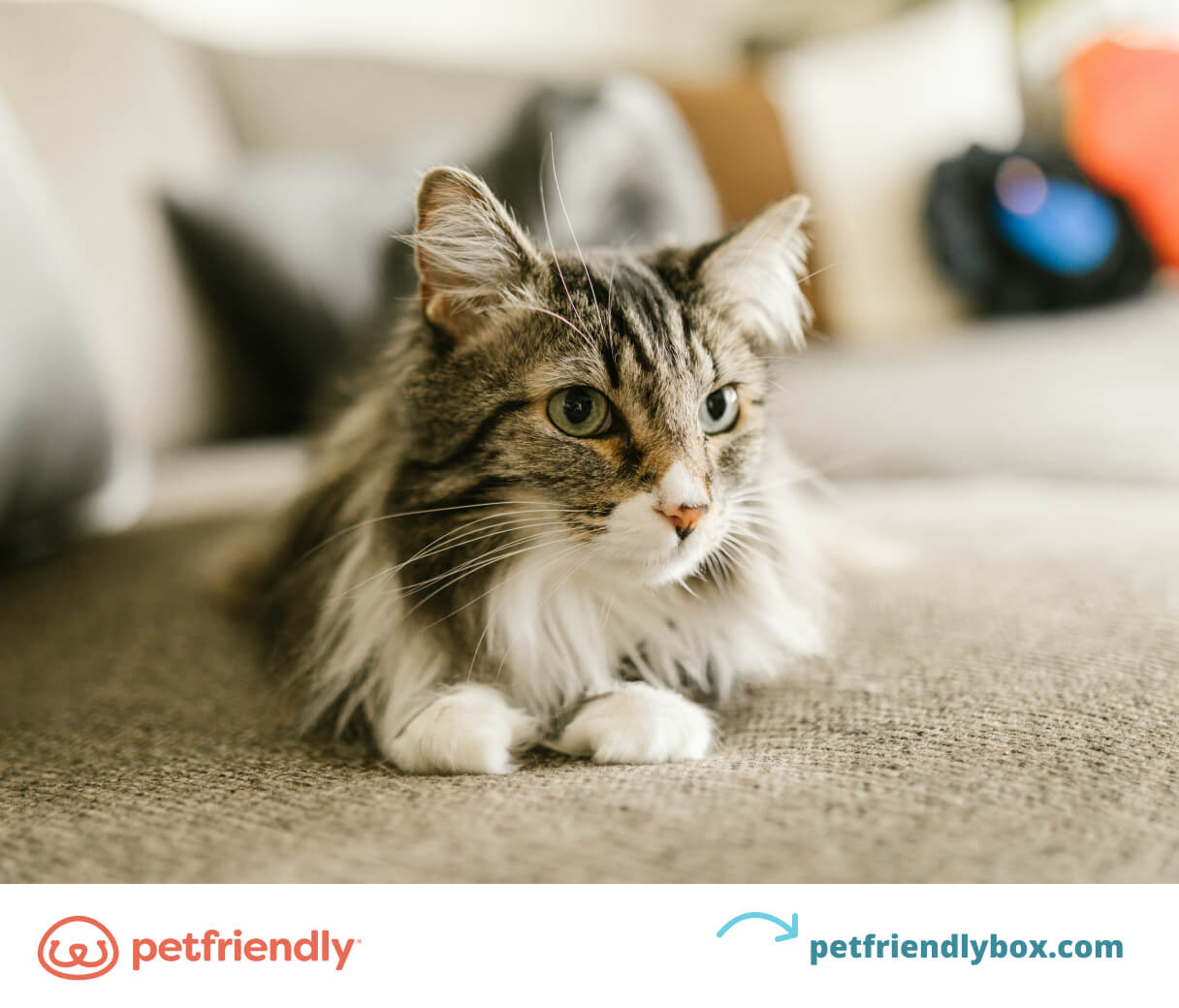 What is the Best Breed of Cat for Me