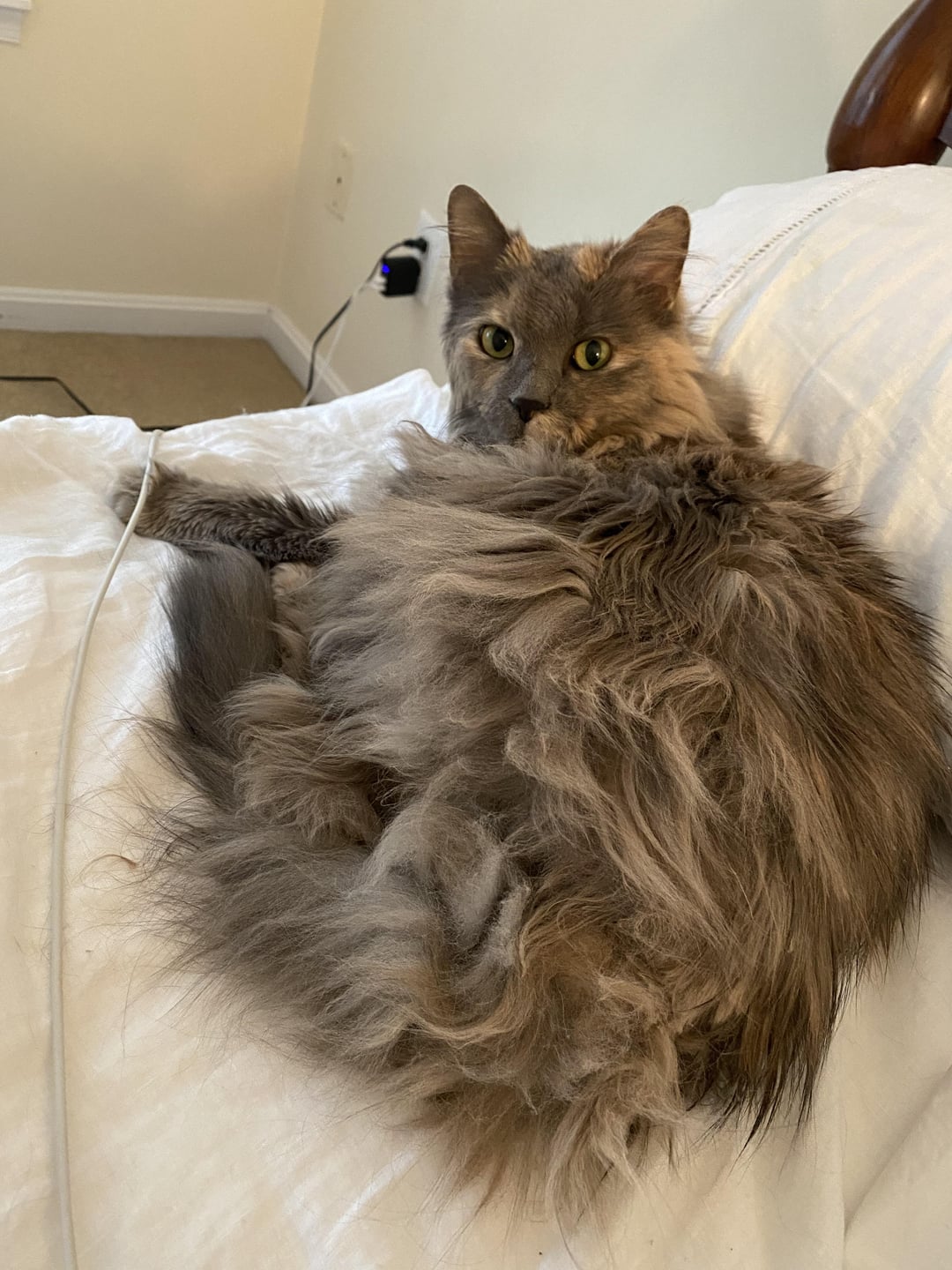 What is the Best Brush for Long Haired Cats: Expert Picks