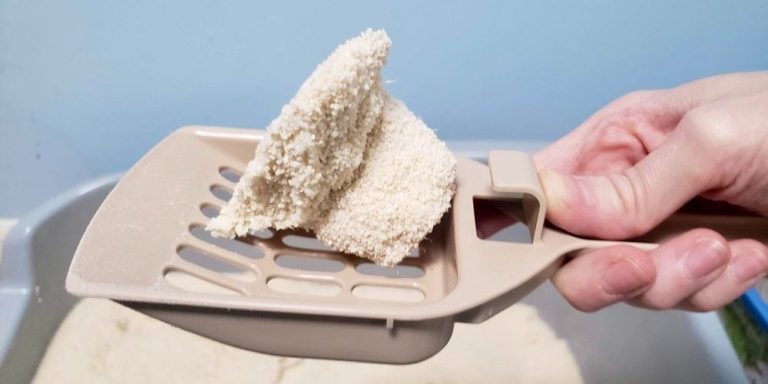 What is the Best Clumping Cat Litter