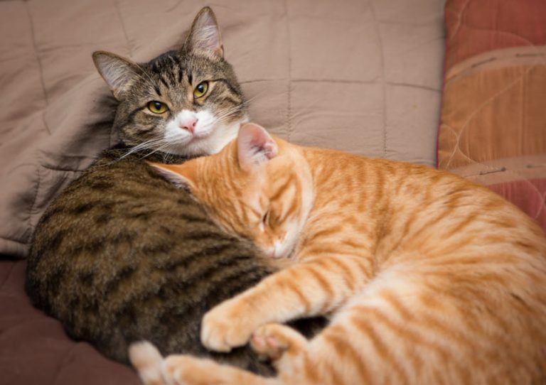 What is the Best Gender Combination for Cats