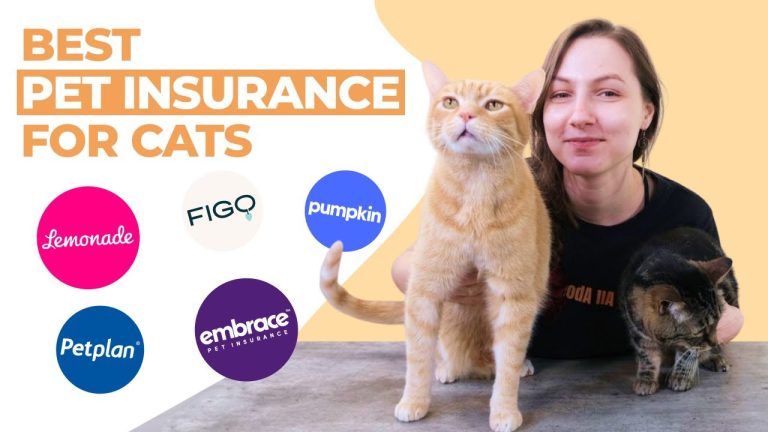 What is the Best Pet Insurance for a Cat