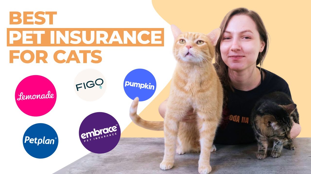 What is the Best Pet Insurance for Cats