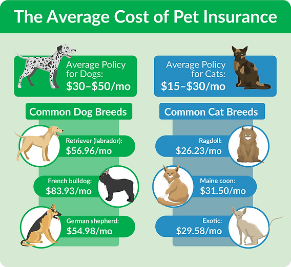 What is the Best Pet Insurance Plan for Cats