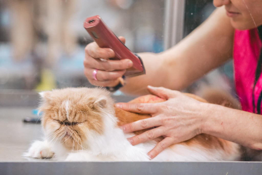 What is the Best Pet Shaver for Cats
