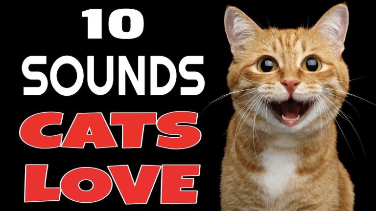 What Noises Do Cats Like