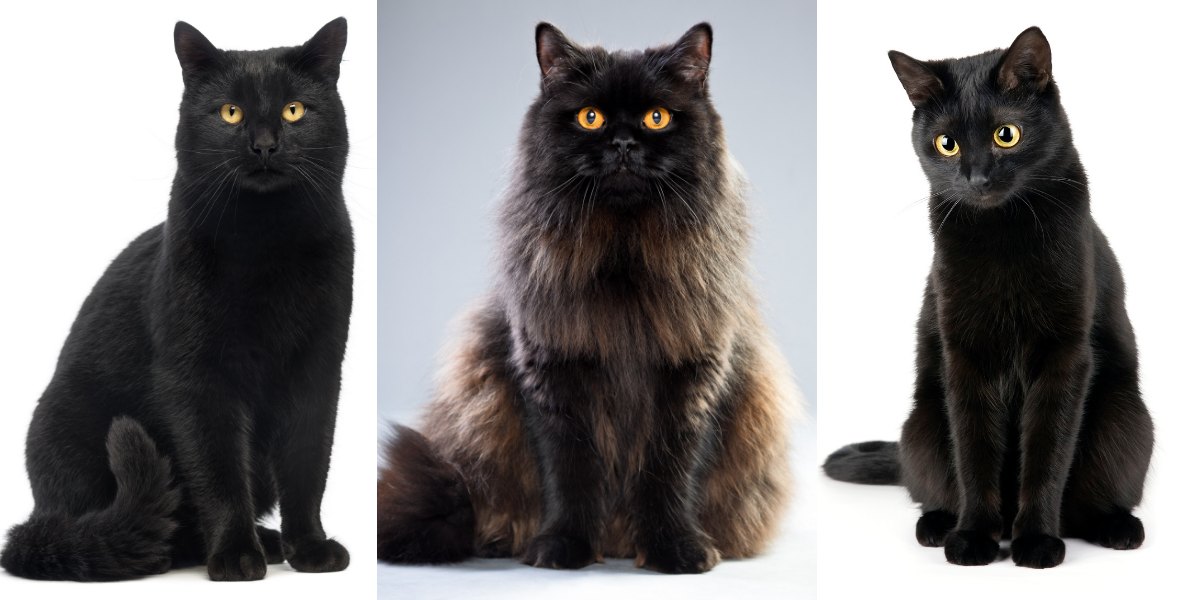 What Percentage of Black Cats are Female