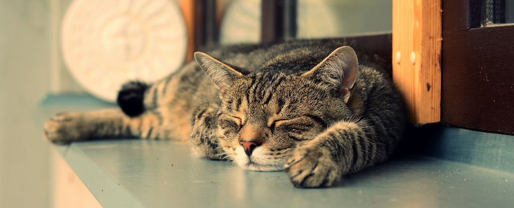 What Percentage of Cats Live to 16: Surprising Stats