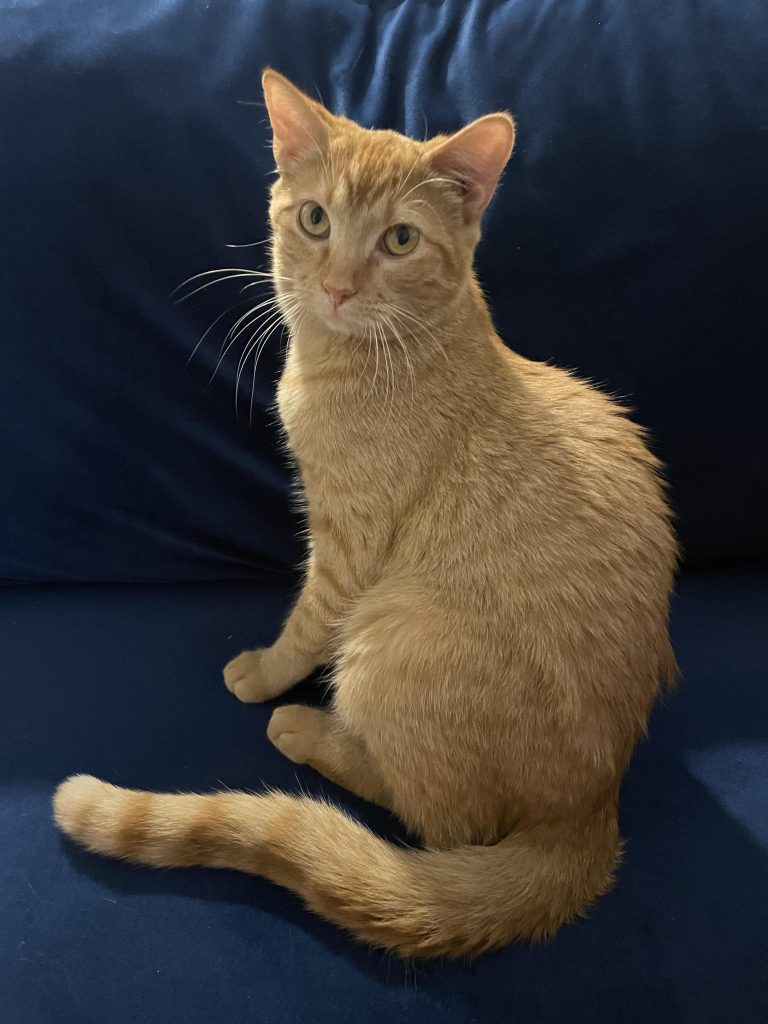 What Percentage of Orange Cats are Female