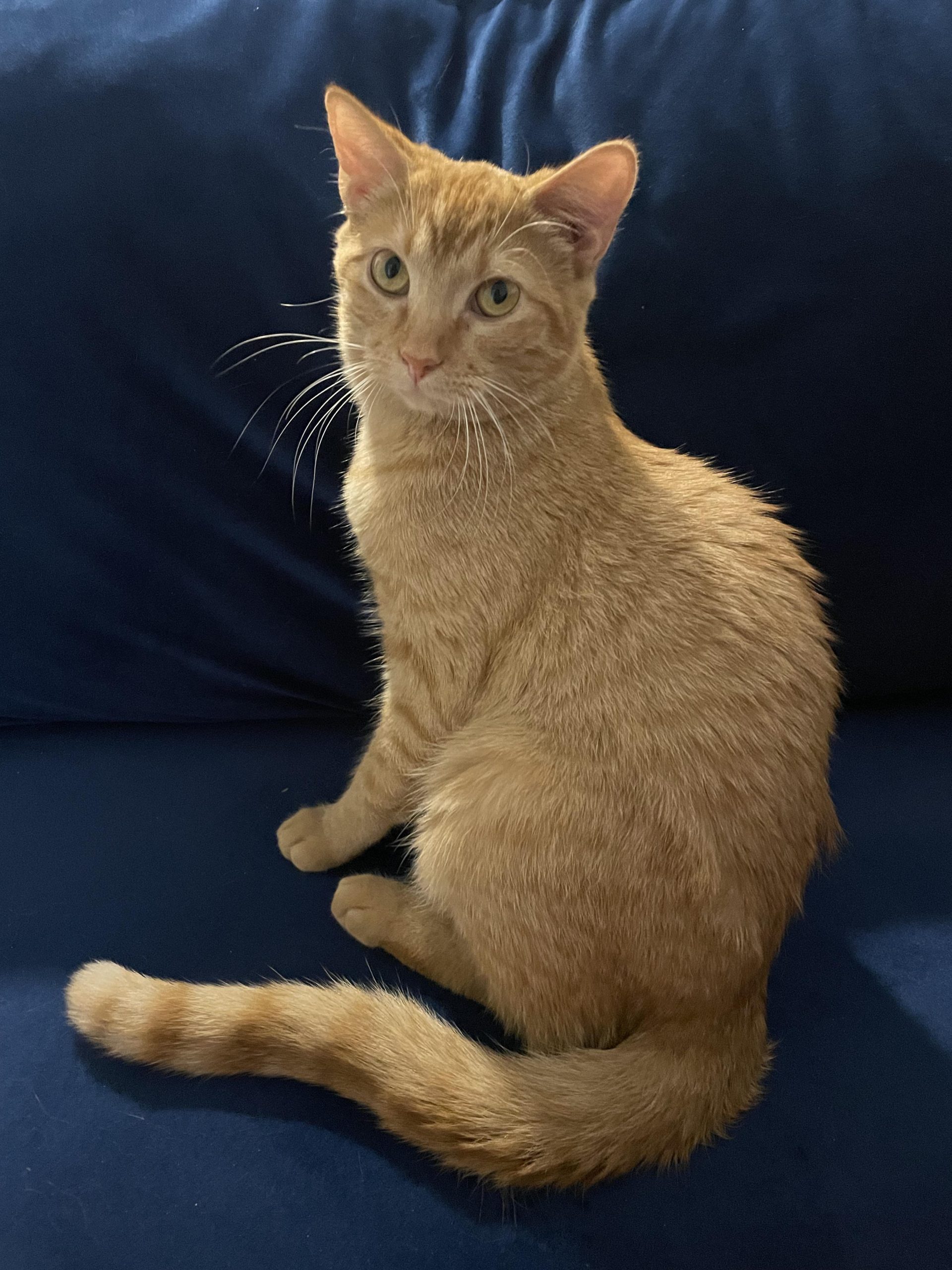 What Percentage of Orange Cats are Female: Unveiling the Mystery