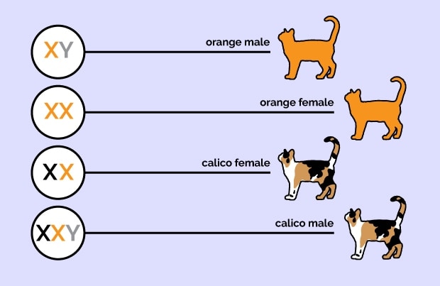 What Percentage of Orange Cats are Male