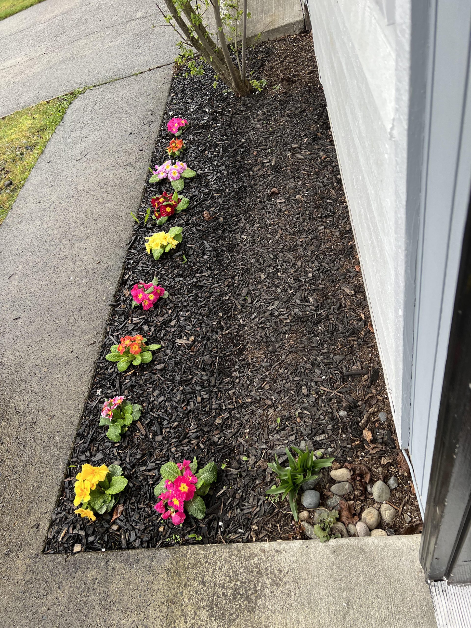 What Repels Cats from Flower Beds