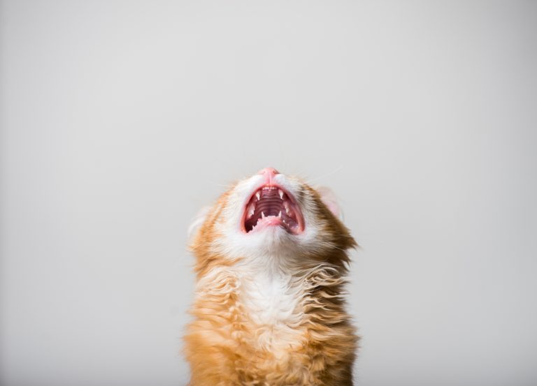 What Stresses Cats Out