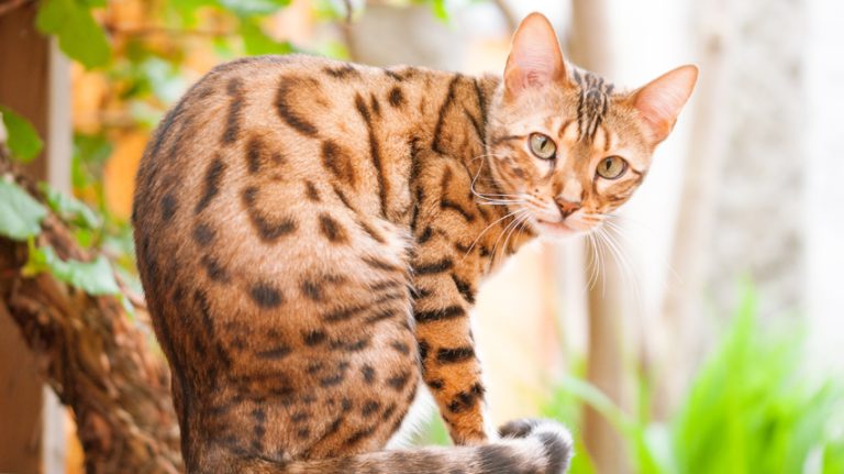 What to Know About Bengal Cats