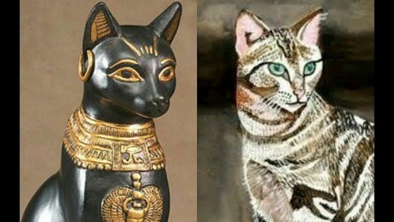 What was the First Breed of Cat