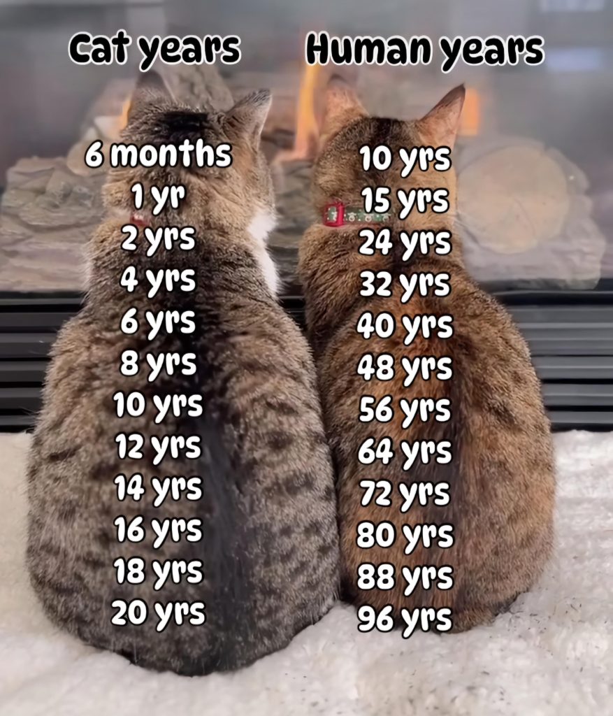 What'S 1 Year in Cat Years