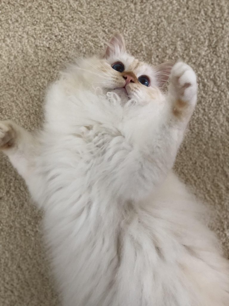 What'S the Best Pet Insurance to Have for Cat
