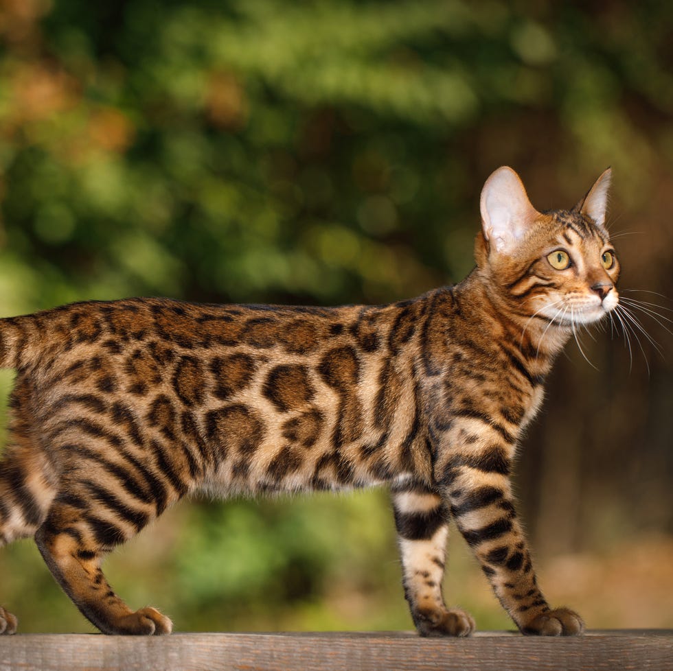 What'S the Most Expensive Cat Breed