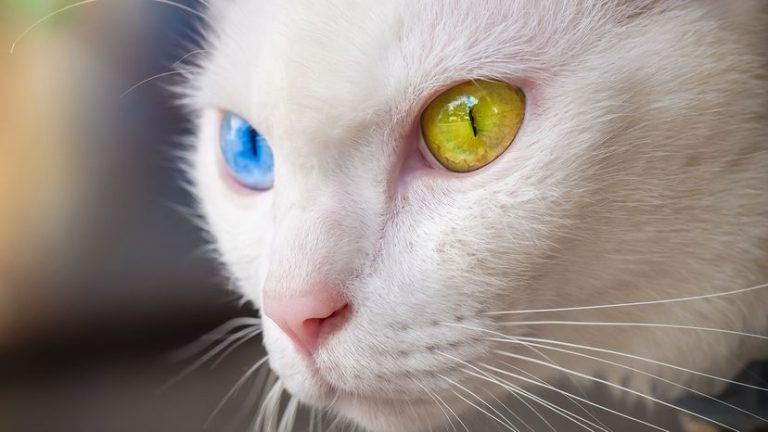 What'S the Rarest Cat Breed