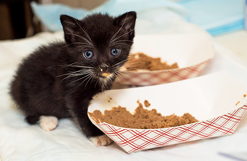 When Can Kittens Eat Cat Food