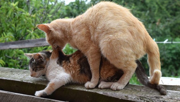 When is Cats Mating Season