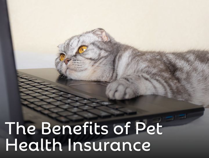 When to Get Cat Insurance