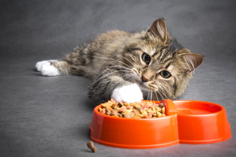 When to Take Cat to Vet for Not Eating: Urgent Signs