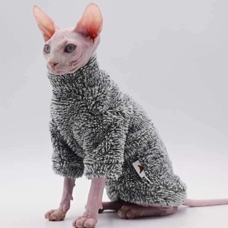 Where Can I Buy a Hairless Cat