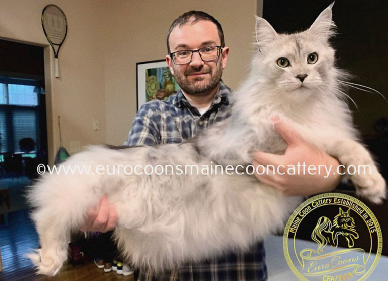 Where Can I Get a Maine Coon Cat near Me