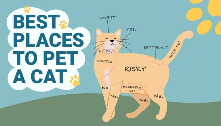 Where Do Cats Like to Be Pet the Most