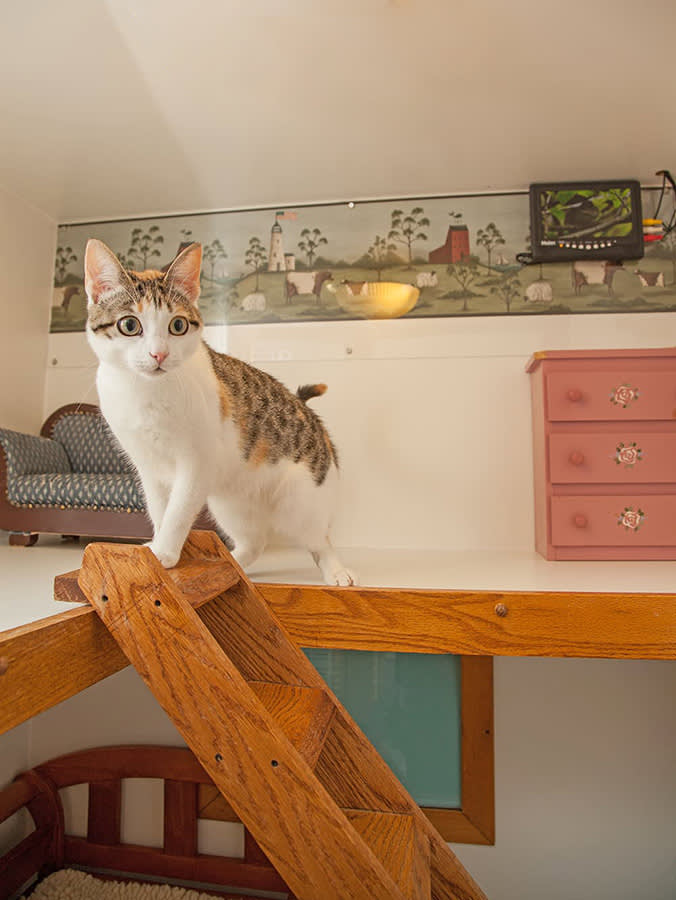 Where to Board My Cat near Me