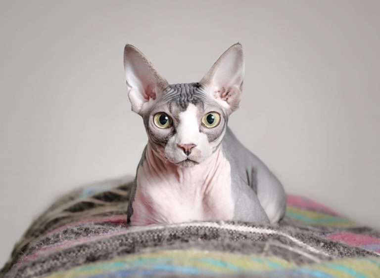 Where to Buy a Hairless Cat