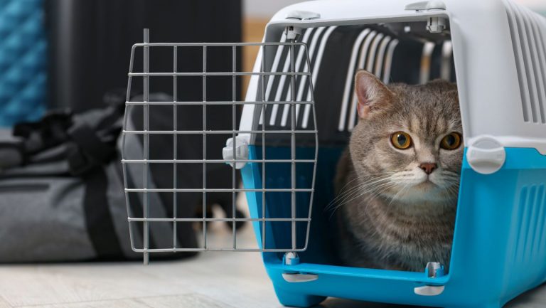 Where to Buy Cat Carriers