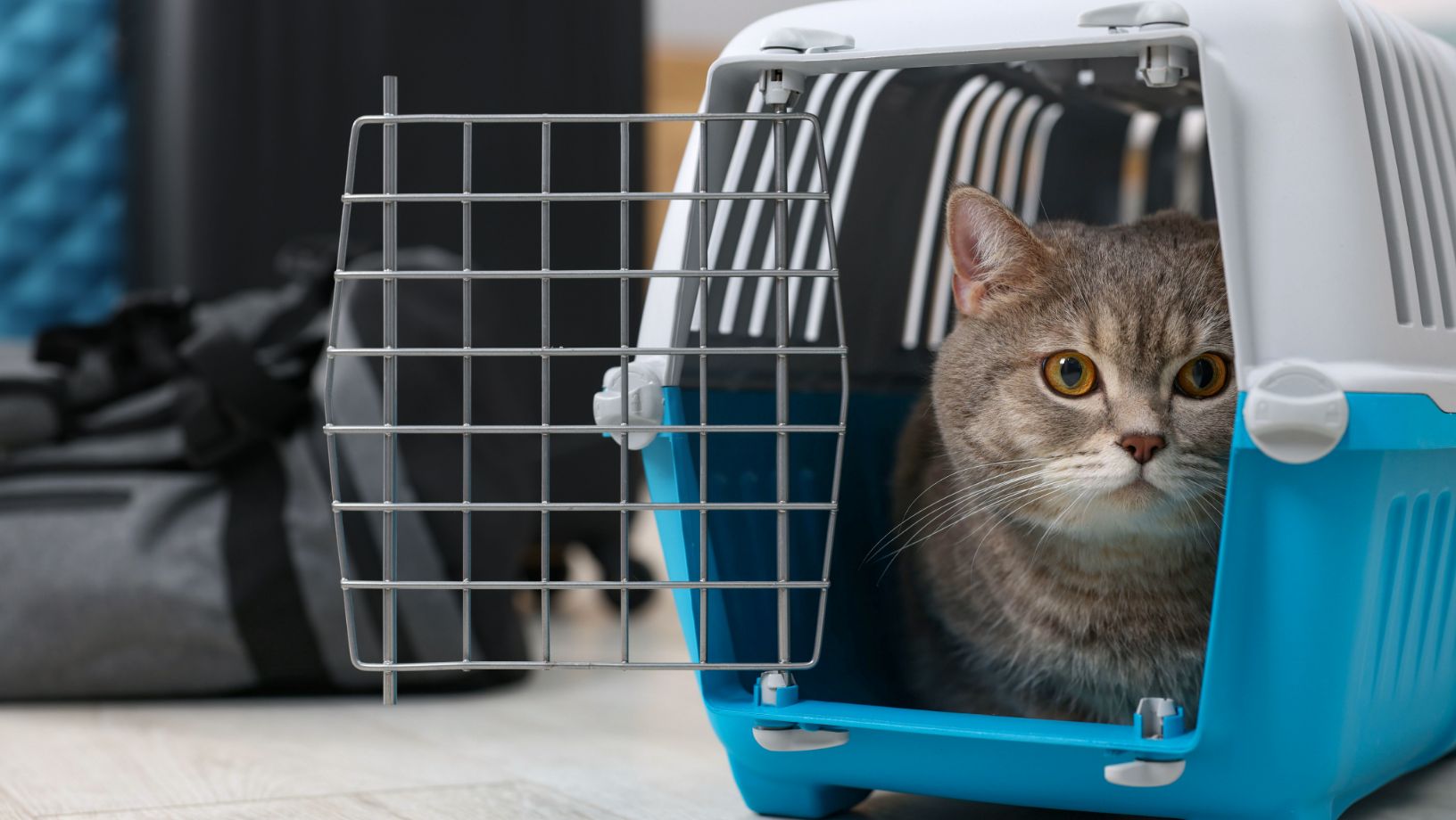 Where to Buy Cat Carriers: Top Stores & Online Deals