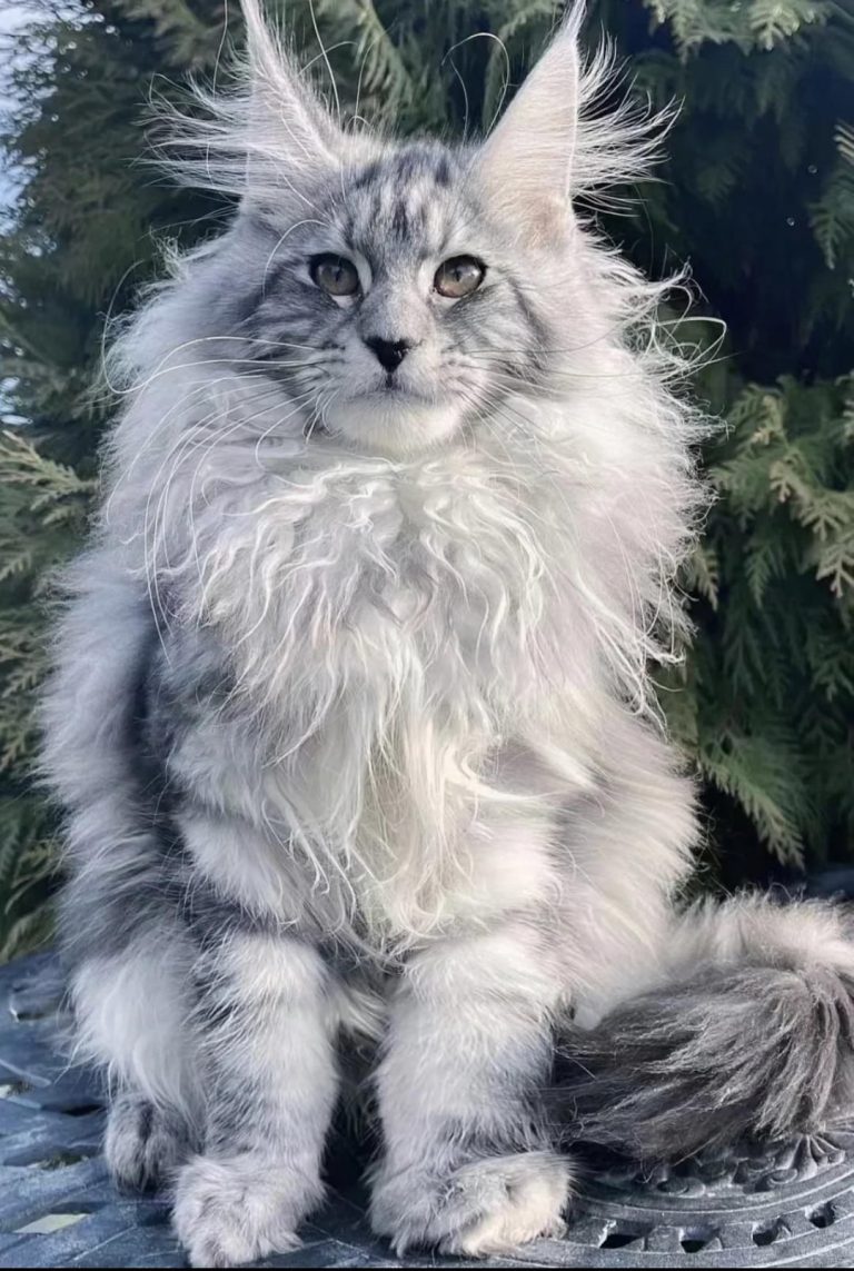 Where to Get Maine Coon Cats