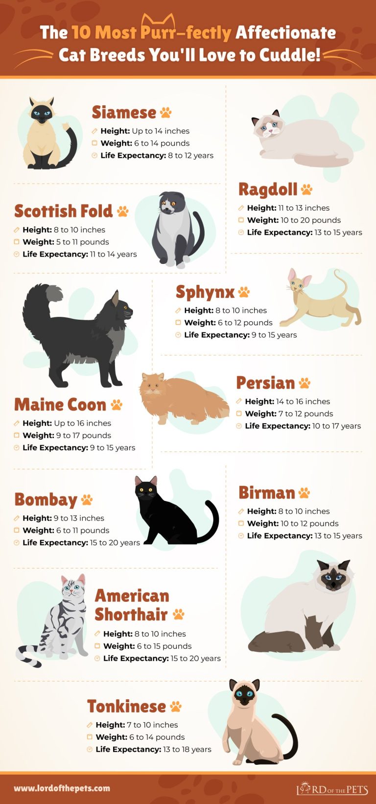 Which Breed of Cats are the Most Affectionate