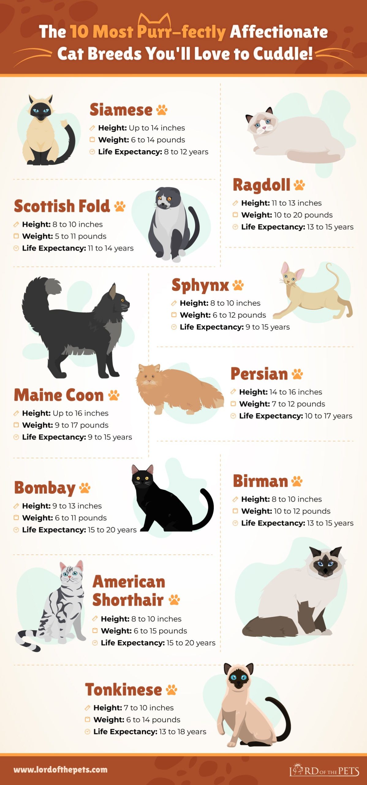 Which Breed of Cats are the Most Affectionate