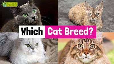 Which Cat Breed is Best for Me Quiz