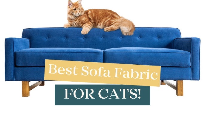Which Furniture is Best for Cats