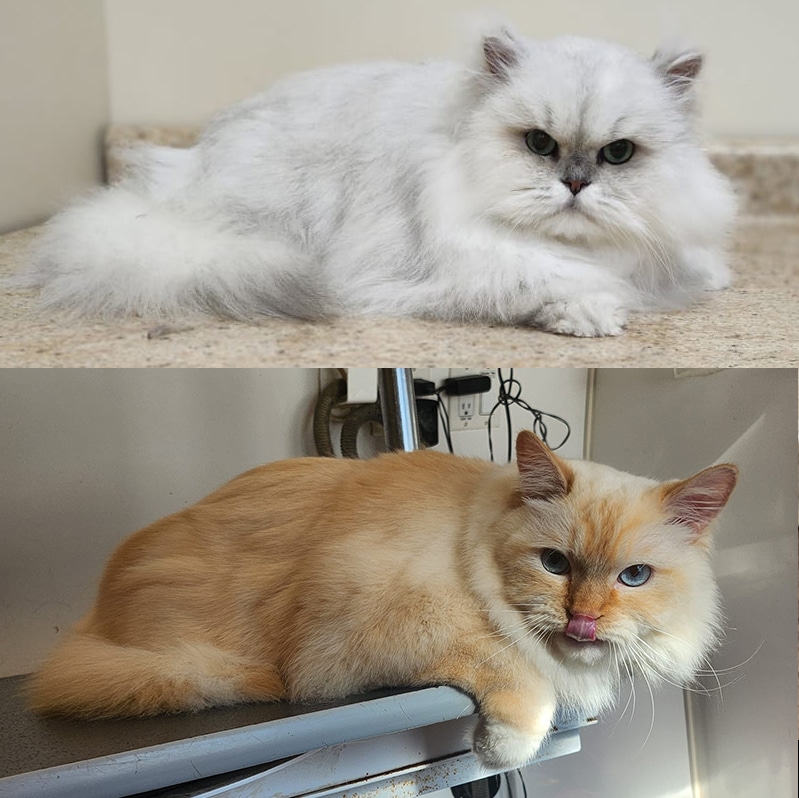 Who Grooms Cats near Me