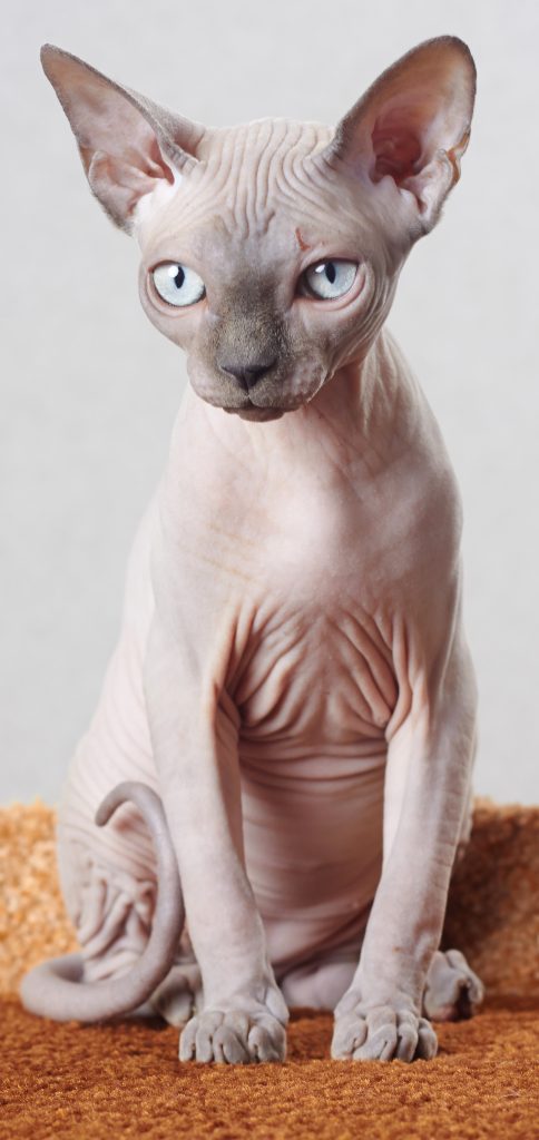 Why are Hairless Cats Hairless