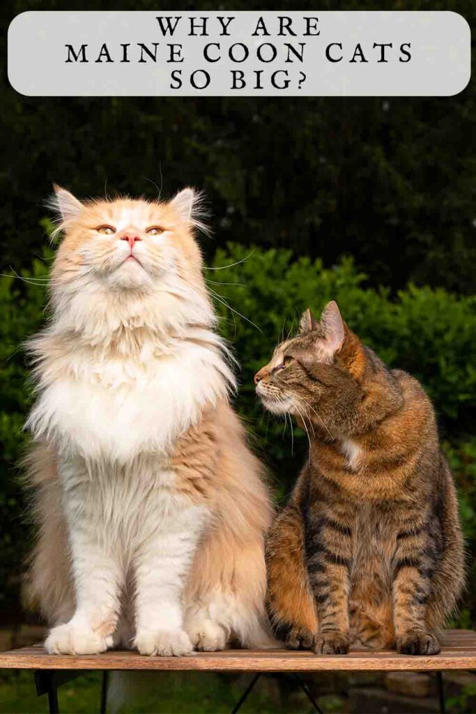 Why are Maine Coon Cats So Big