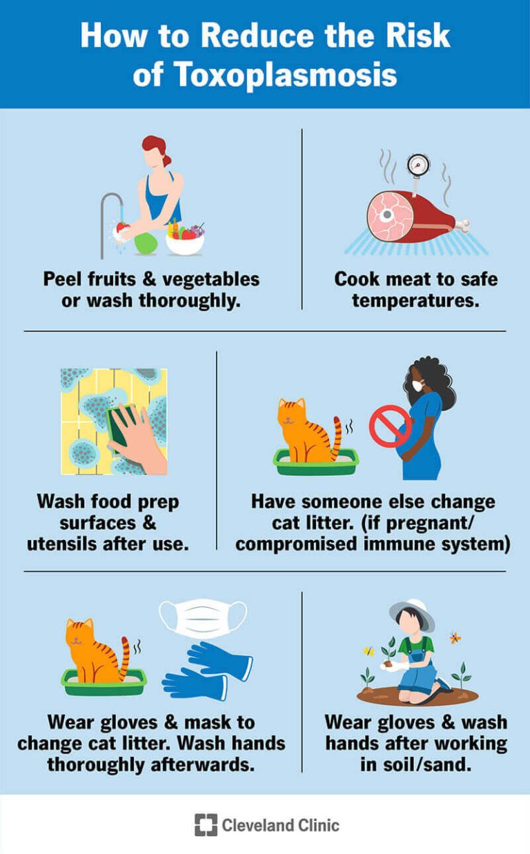 Why Can'T Pregnant Women Change Cat Litter